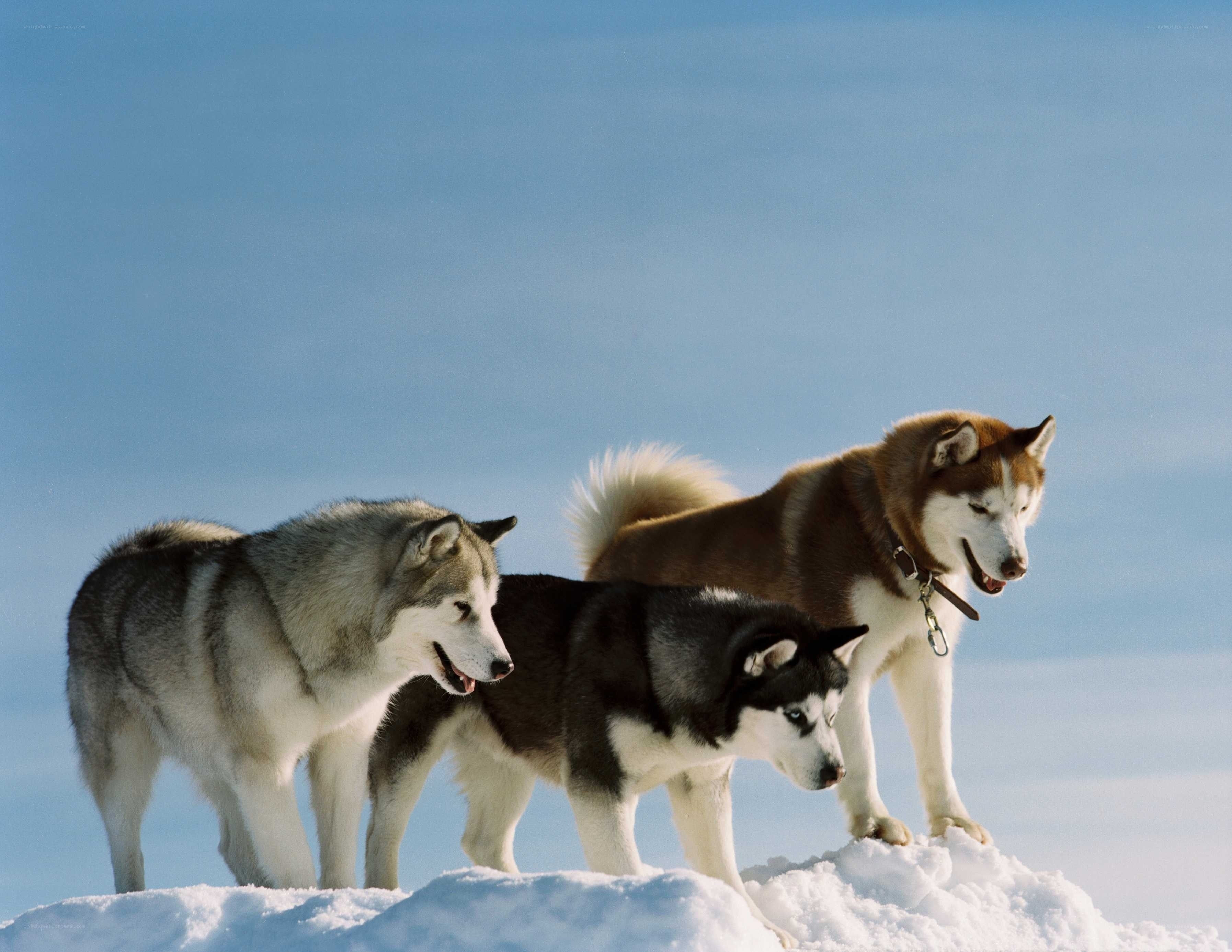 Three husky dogs in the snow