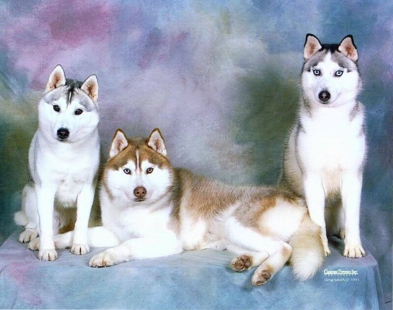Three Husky Dogs