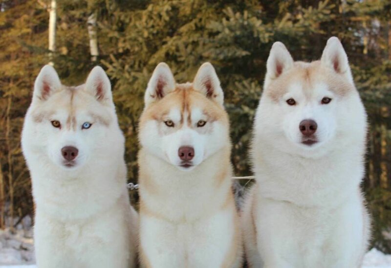 Three Husky Dogs — White