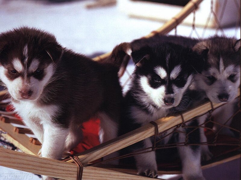 Three Husky Puppies — Brown