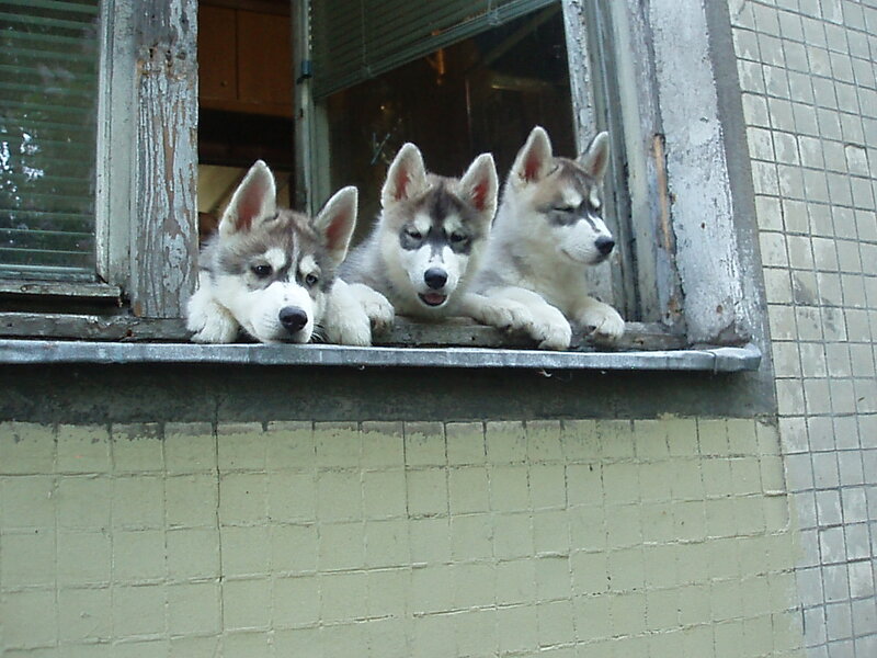 Three Husky Puppies — Gray