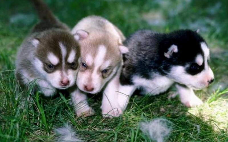 Three Husky Puppies — Green, Calm, Afternoon