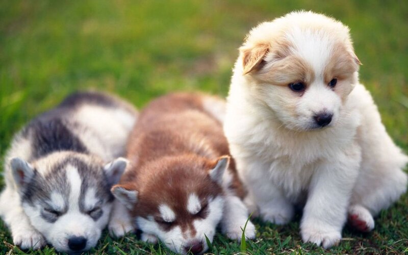 Three Husky Puppies — Green