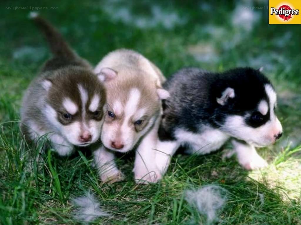 three husky puppies on grass