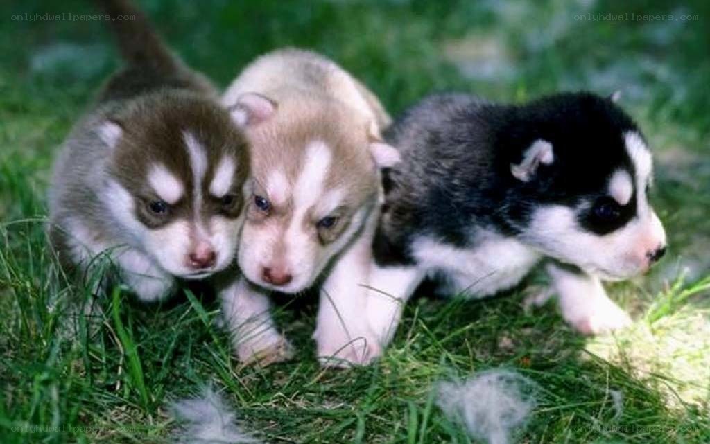 three husky puppies on grass