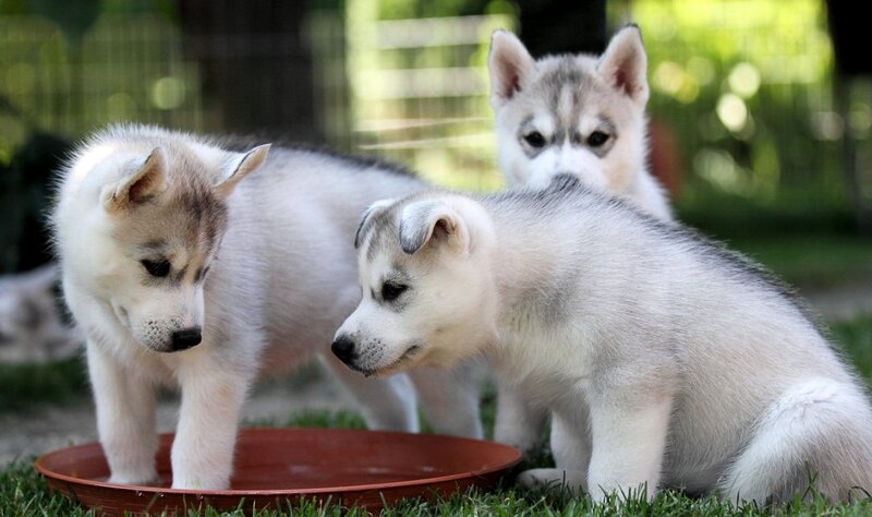 Three Husky Puppies