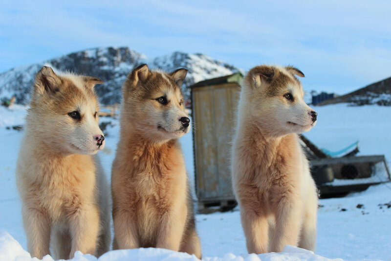 Three Husky Puppies — White