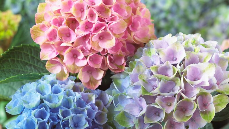 Three Hydrangea Flower Clusters