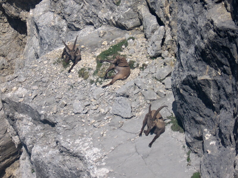 Three Ibex on Rocks