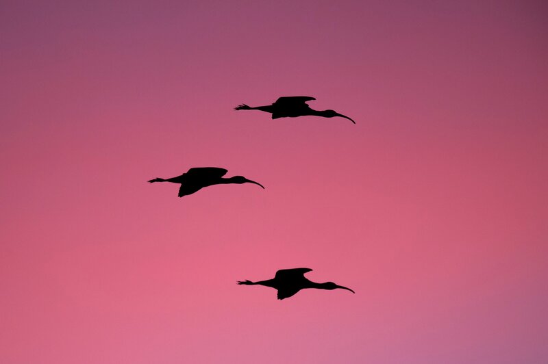 Three Ibises in Flight