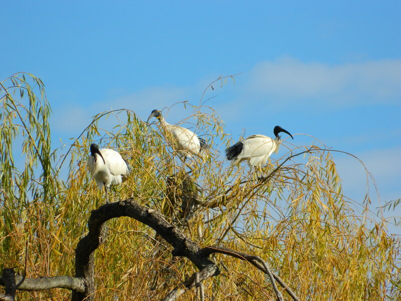 Three Ibises in Tree
