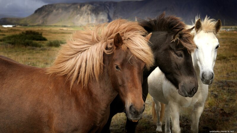 Three Icelandic Horses — Brown, Dramatic