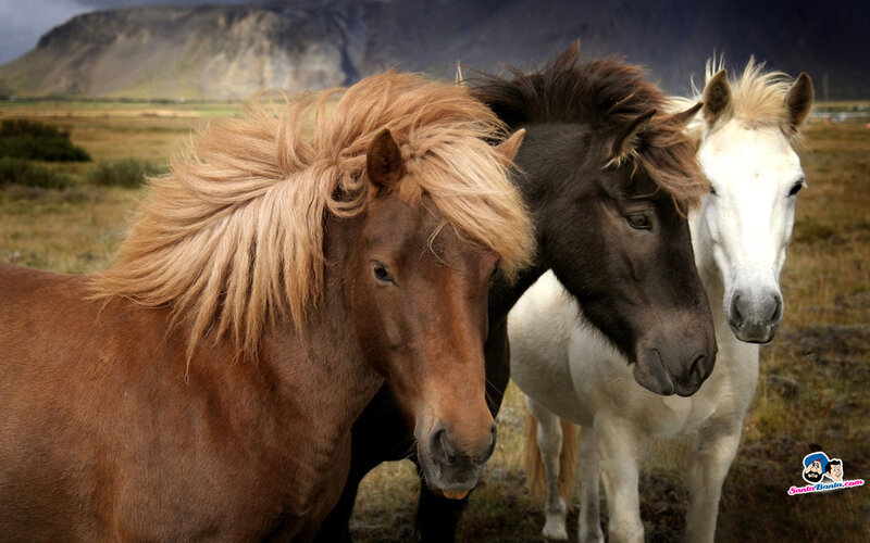 Three Icelandic Horses — Brown
