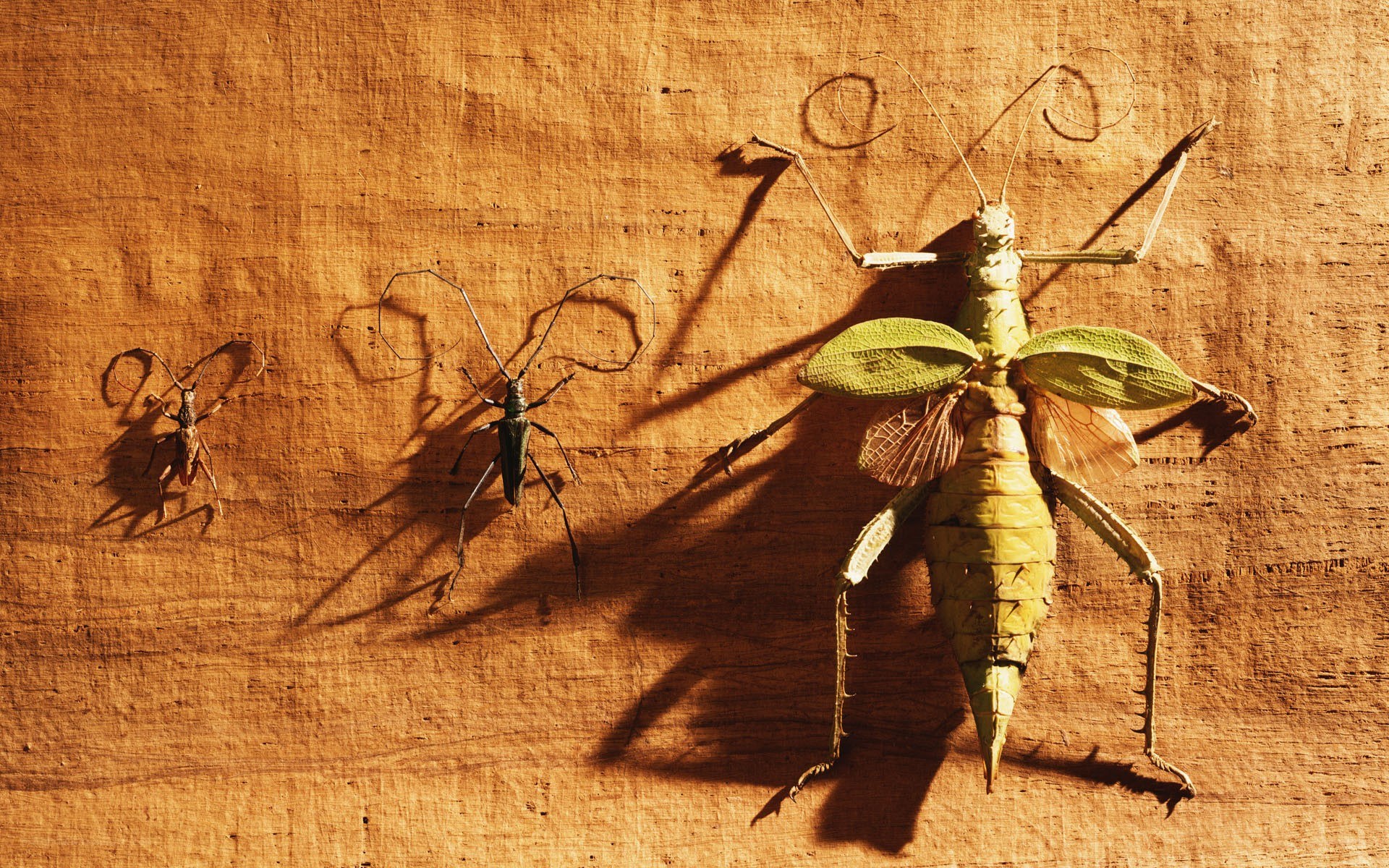 Three insects on a wooden surface