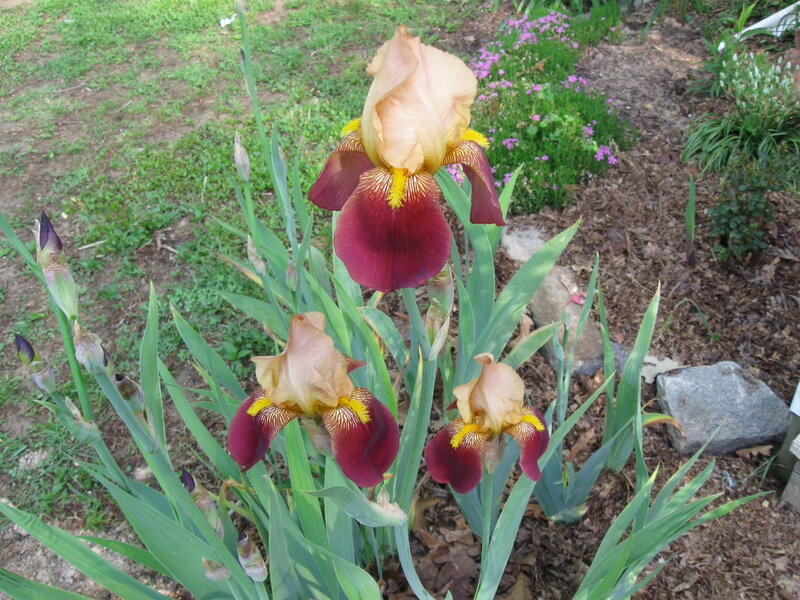 Three Iris Flowers — Green