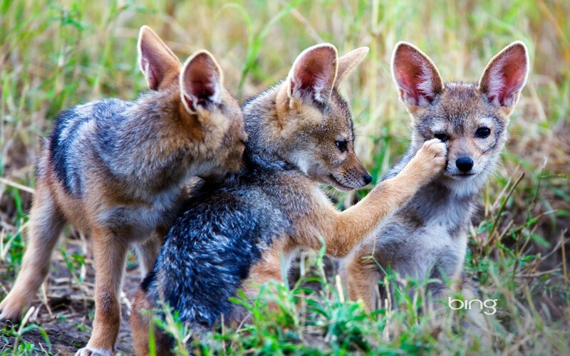 Three jackal pups playing