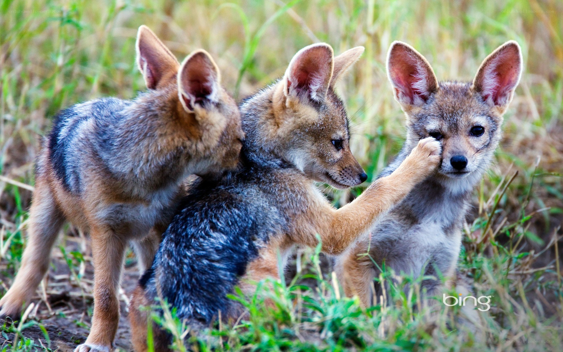 Three jackal pups playing