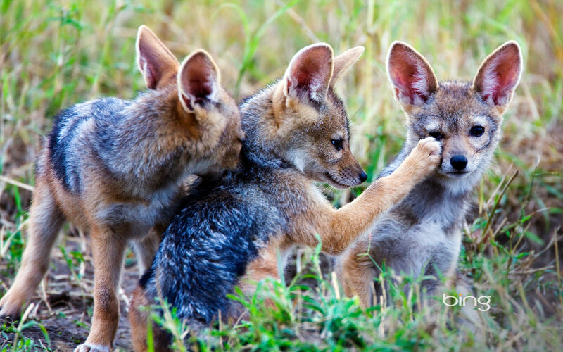 Three Jackal Pups