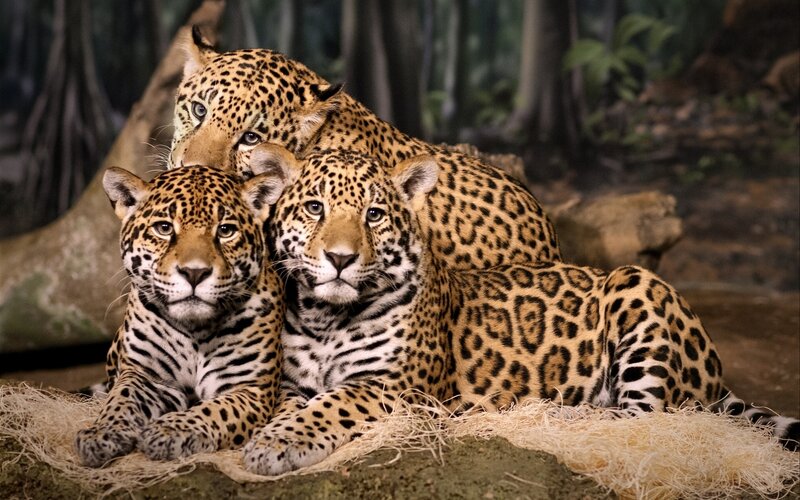 Three Jaguars Resting — Brown