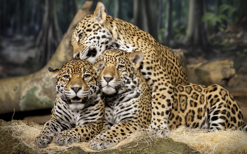 Three Jaguars Resting