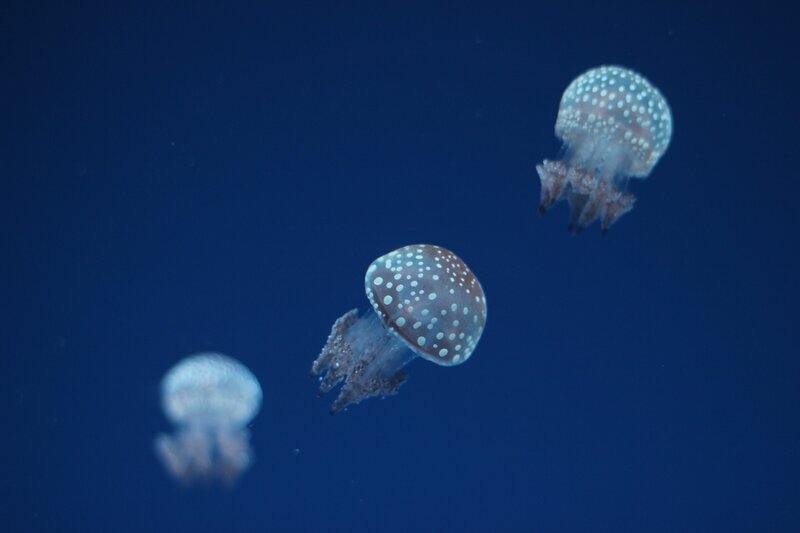 Three Jellyfish in Water — Blue