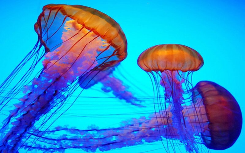 Three Jellyfish in Water