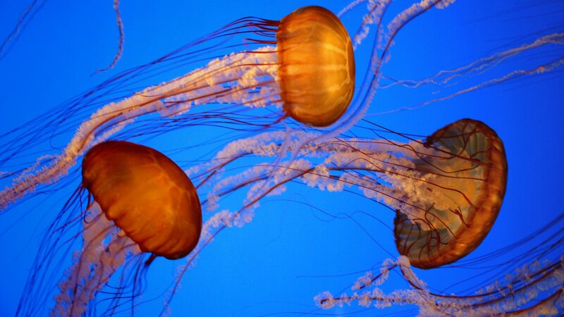 Three Jellyfish Swimming — Blue, Serene, Photograph, Tentacles, Blue Water, Orange