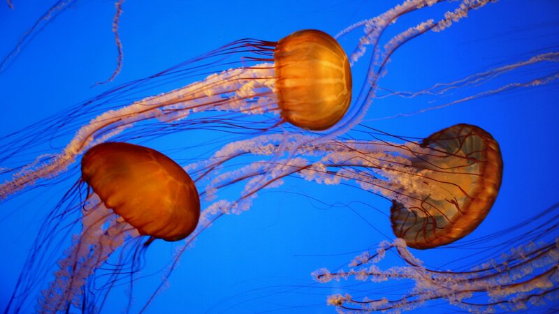Three Jellyfish Swimming — Blue, Serene, Photograph, Tentacles, Blue Water