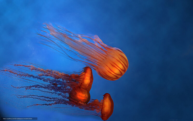 Three Jellyfish Swimming — Blue, Serene