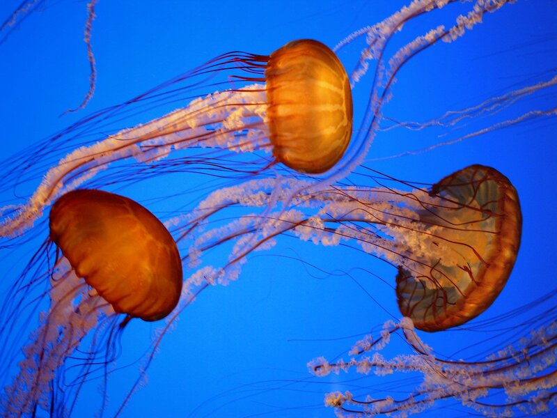 Three Jellyfish Swimming — Blue