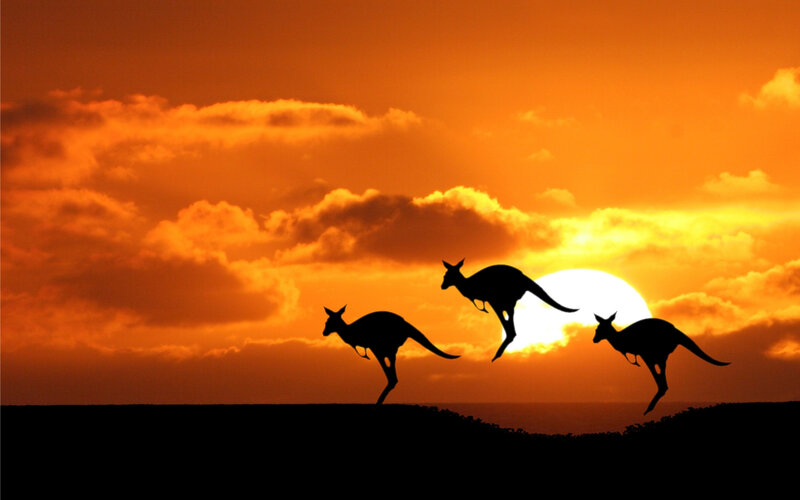 Three Kangaroos at Sunset
