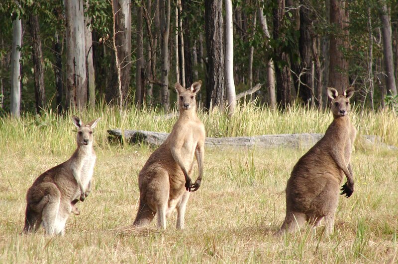 Three kangaroos in a field