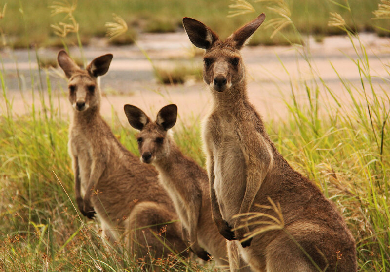 Three Kangaroos in Grass