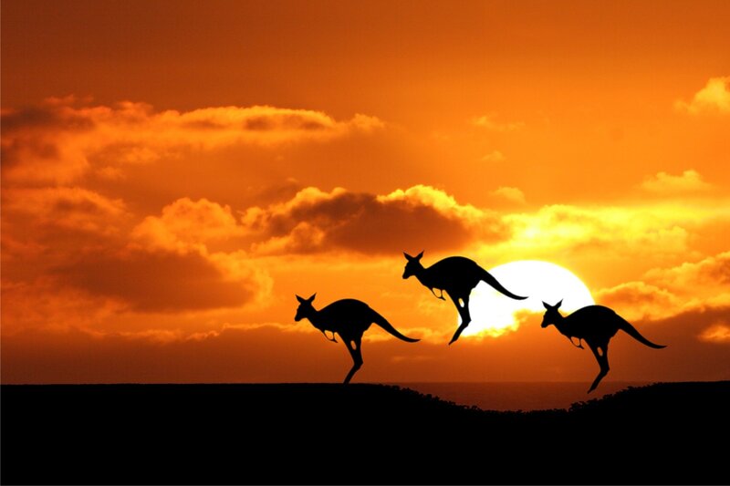 Three Kangaroos Jumping — Orange