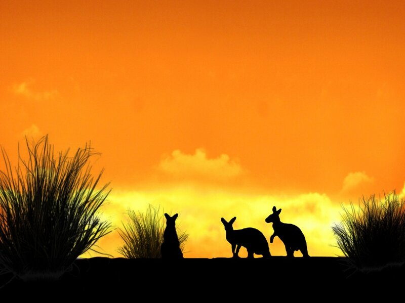 Three Kangaroos Silhouette