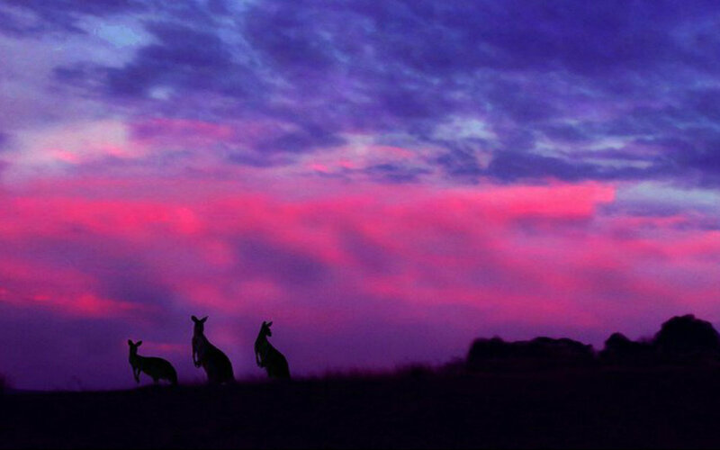 Three Kangaroos Silhouetted
