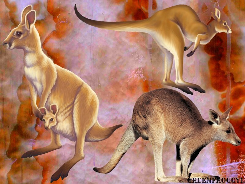 Three Kangaroos