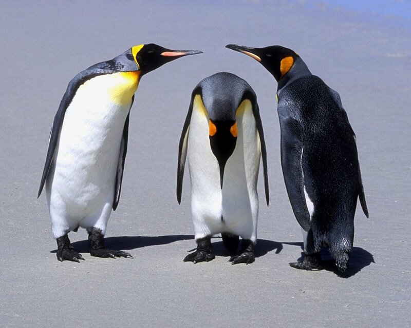 Three King Penguins — Black, Calm, Afternoon, Photograph, Sand, Beach