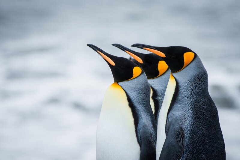Three King Penguins — Black, Calm, Photograph