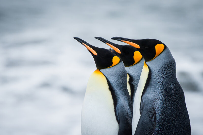 Three King Penguins — Black, Calm