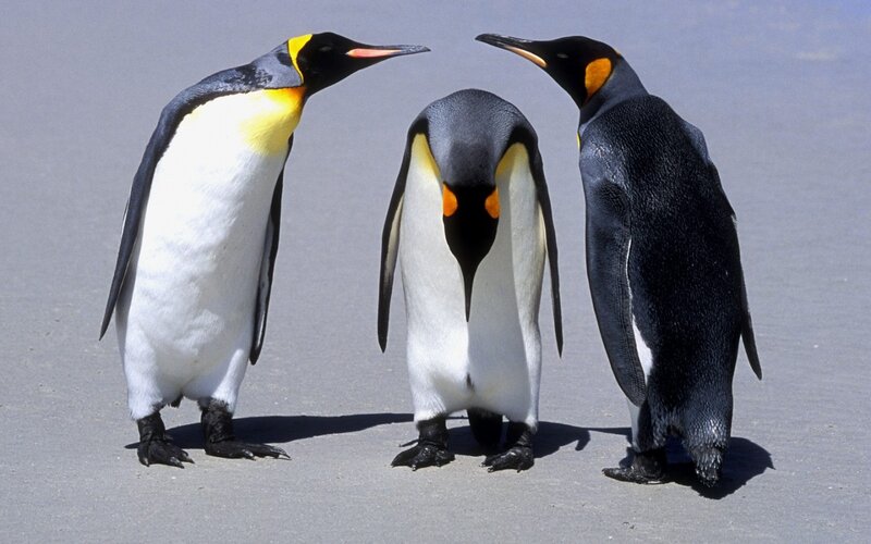 Three King Penguins — Black