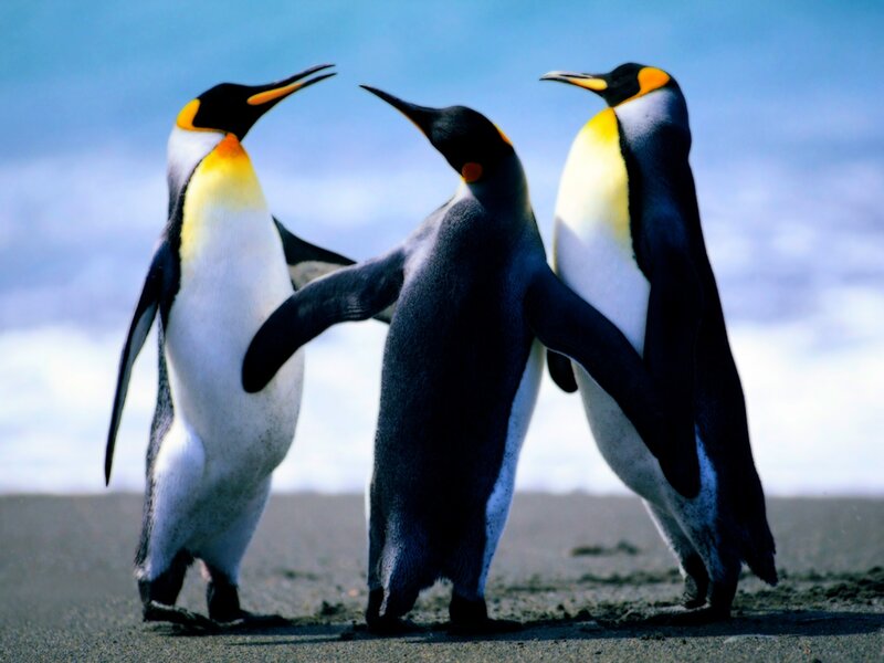 Three King Penguins — Blue, Calm, Photograph