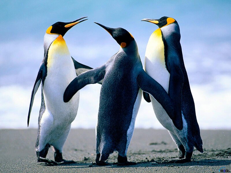 Three King Penguins — Blue