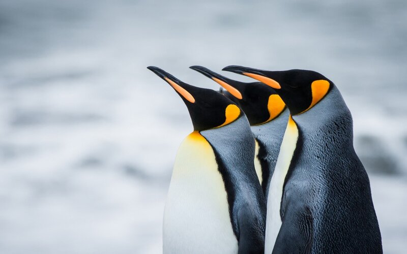 Three king penguins in a row