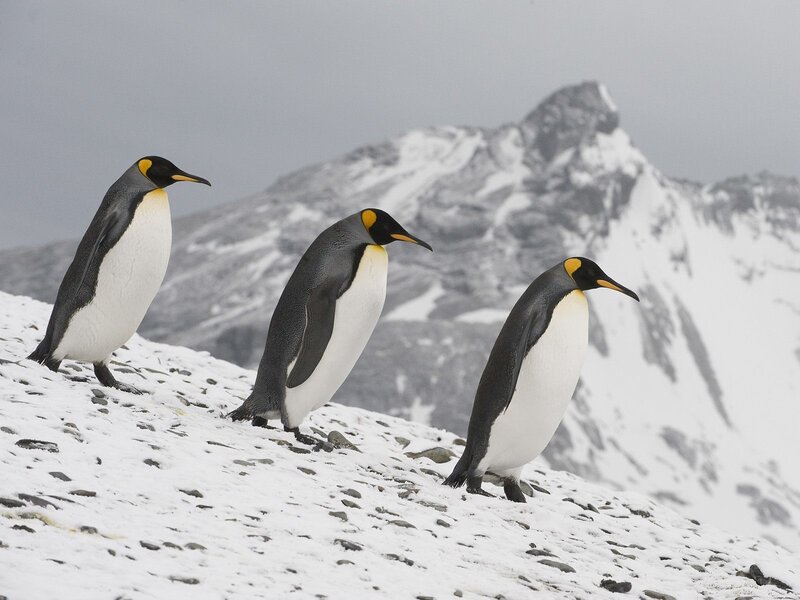 Three King Penguins