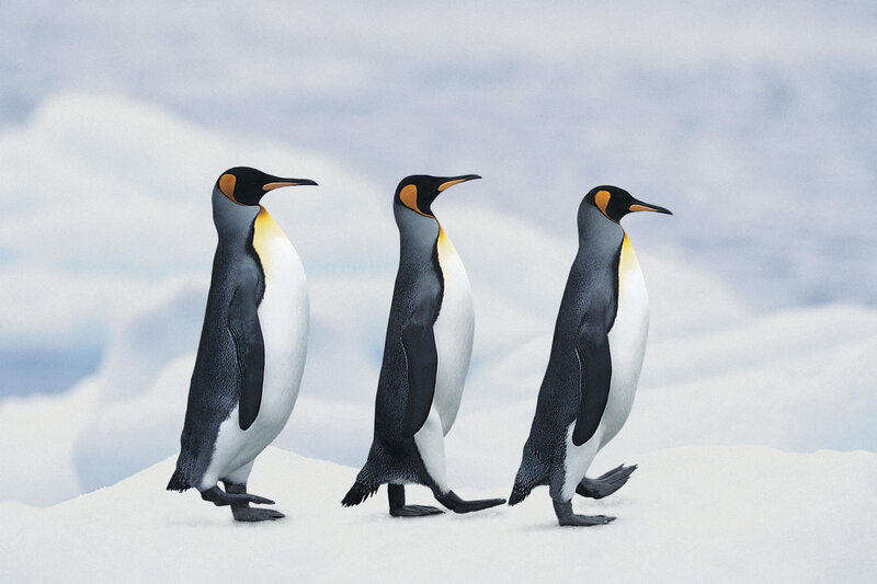 Three King Penguins — White