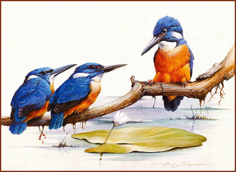 Three Kingfishers on Branch — Blue