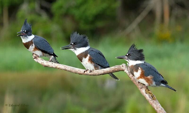 Three Kingfishers on Branch — Green