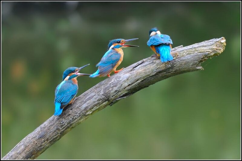 Three Kingfishers on Branch