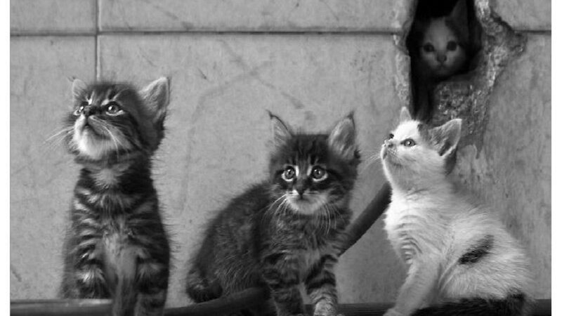 Three Kittens and One Peeking